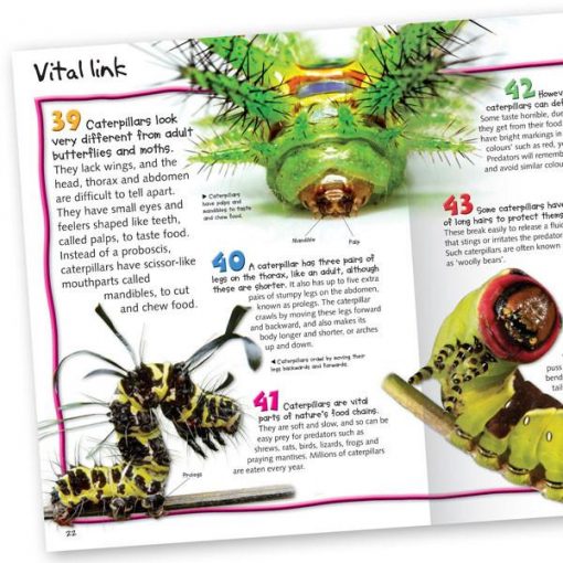 100 FACTS BUTTERFLIES & MOTHS. POCKET - Imagen 2