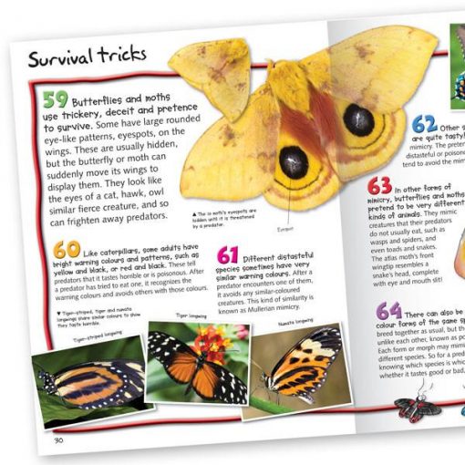 100 FACTS BUTTERFLIES & MOTHS. POCKET - Imagen 3